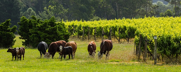 Trapiche biodynamic vineyard